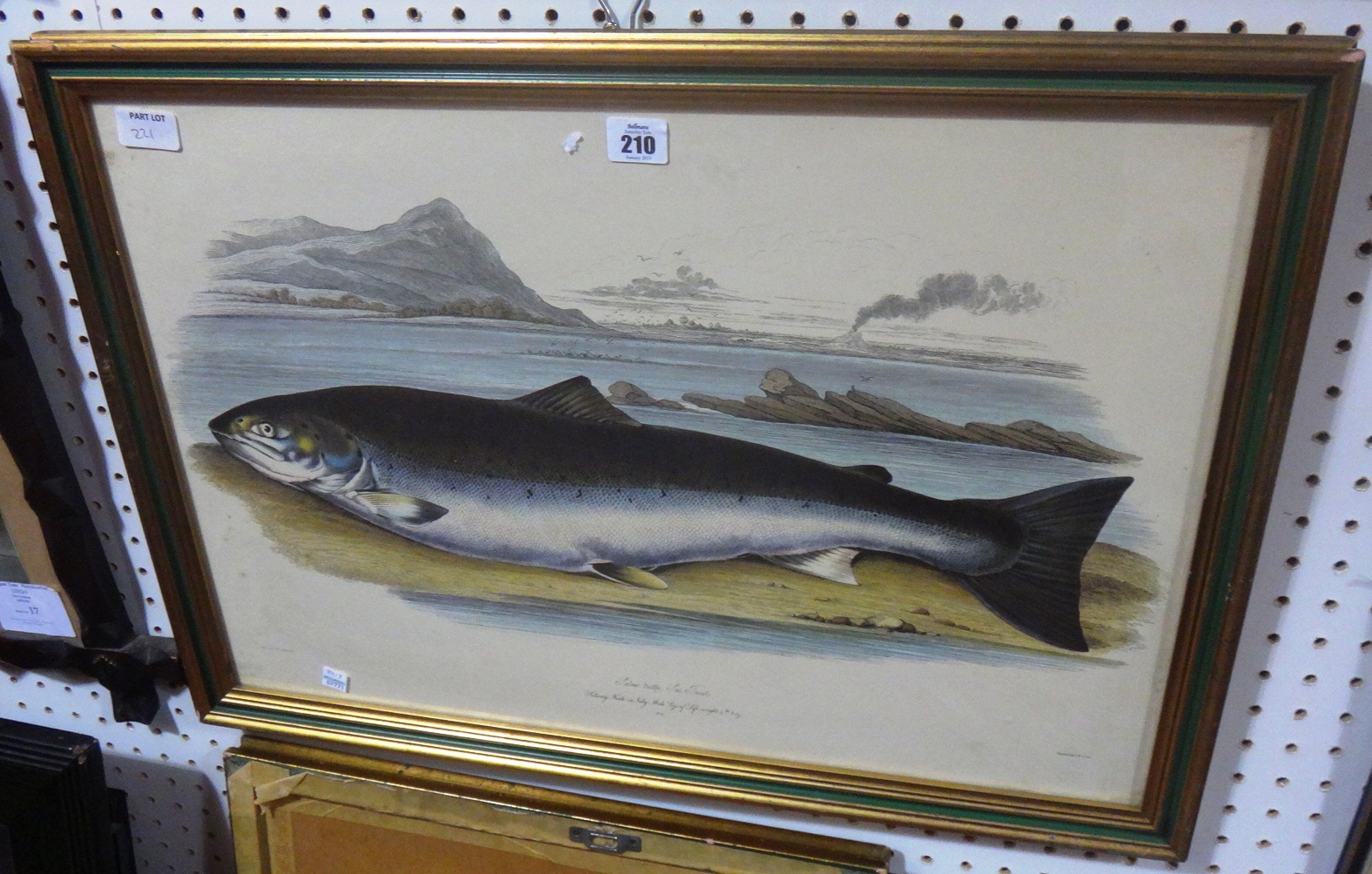 A group of assorted prints of Salmon and
