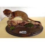 Taxidermy; a stuffed and mounted magpie and jay mounted as one on a naturalistic base (40cm high),