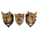 Taxidermy; a stuffed and mounted foxes head by Rowland Ward, on an oak shield back with applied