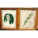 After J Nugent Fitch, Botanical studies, a set of six chromolithographs, in simulated bamboo frames