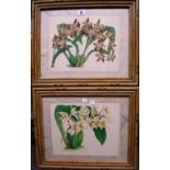 After J. Nugent Fitch, a set of eleven botanical studies, lithographs with hand colouring, in