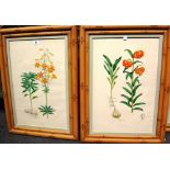 English School, late 19th century, Studies of Lillies, a set of eight lithographs with hand