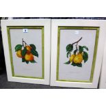 English School, 19th century, Studies of pears, a set of four lithographs with hand colouring and