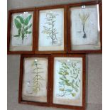 A group of five German botanical engravings with hand colouring.(5).