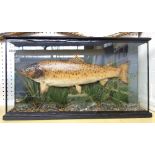 Taxidermy; a stuffed and mounted brown trout, circa 1900, set against a naturalistic ground,