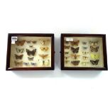 Taxidermy; thirty three British butterflies mounted in two mahogany glazed cases, 25.5cm wide (2).