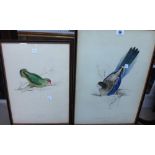 A group of four hand coloured ornithological prints.