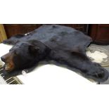 Taxidermy; a black bear rug with full skull mount and plaster mouth, on a linen backing, 180cm.