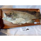 A taxidermy fish by 'Butson' est: £40-£6