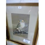 An oak framed and glazed watercolour study of an owl on a branch signed C A Sinden lower left est: