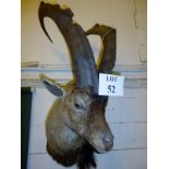 Taxidermy interest: An ibex head trophy est: £300-£400 (E)