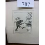 A framed and glazed small print of a chameleon on a flowering branch 'The Climber' signed