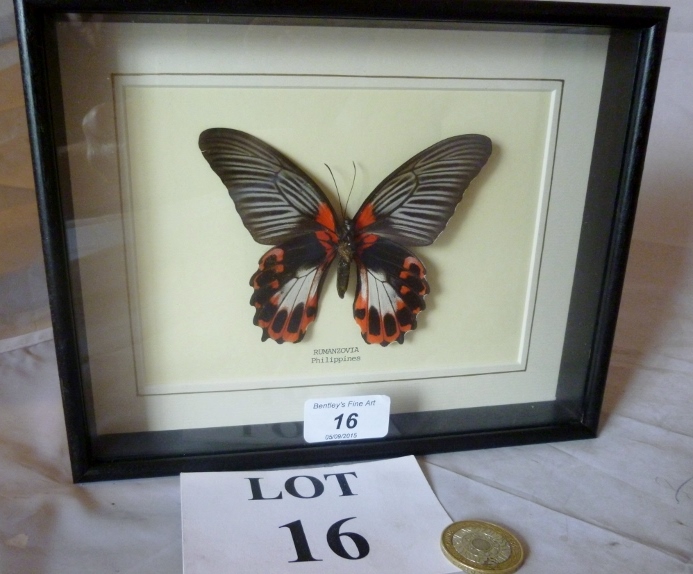 Taxidermy interest: A cased butterfly 'Rumanzovia Phillipines' est: £45-£65 (A3)