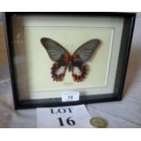 Taxidermy interest: A cased butterfly 'Rumanzovia Phillipines' est: £45-£65 (A3)