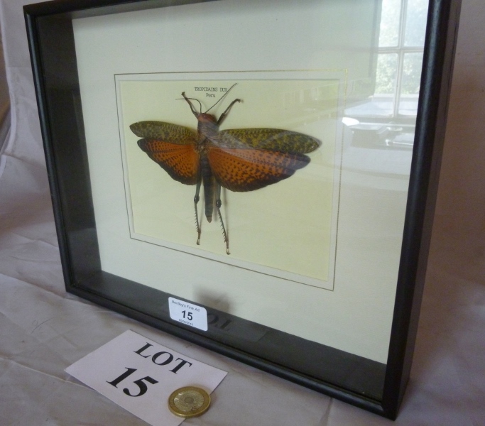 Taxidermy interest: A cased moth 'Tropidains Dux Peru' est: £50-£70 (A3)