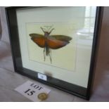 Taxidermy interest: A cased moth 'Tropidains Dux Peru' est: £50-£70 (A3)