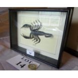 Taxidermy interest: A cased Malaysian scorpion est: £45-£65 (A3)