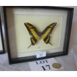 Taxidermy interest: A cased butterfly 'Thaos Peru' est: £45-£65 (A3)