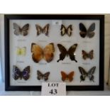 A cased set of butterflies est: £30-£50 (A3)