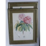 Pair of large coloured prints of Rhododendrons,