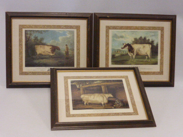 Set of six coloured prints showing assorted breeds of cattle, all in decorative mounts, - Image 3 of 5