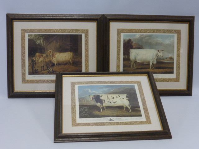 Set of six coloured prints showing assorted breeds of cattle, all in decorative mounts, - Image 2 of 5