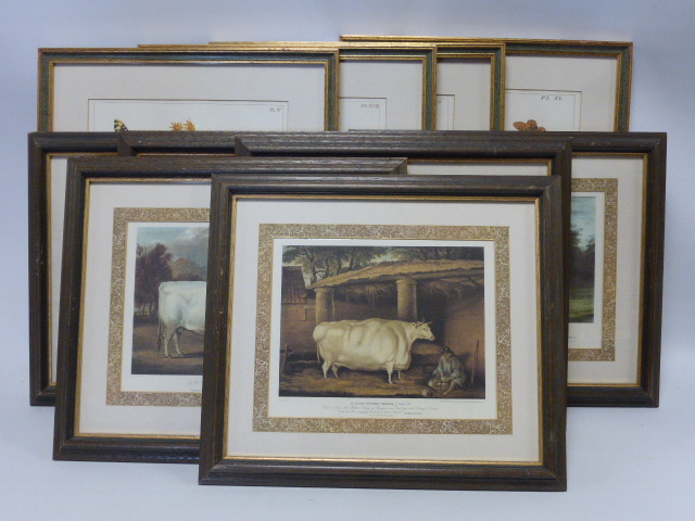 Set of six coloured prints showing assorted breeds of cattle, all in decorative mounts,