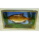 A CHUB modelled on rocky groundwork, in black painted glazed display case, 35 x 61cm