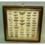 A DISPLAY OF OVER 50 BRITISH MOTHS with data, mounted in wall mounting glazed display case with gilt