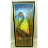 A HERON modelled amongst grasses before a painted backdrop, in taped and black painted display case