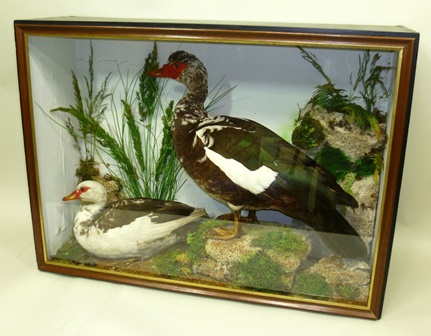 MUSCOVY DUCK AND DRAKE modelled in naturalistic groundwork with rocks and mosses, in glazed - Image 2 of 2