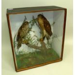 A PAIR OF VICTORIAN SPARROW HAWKS modelled in a naturalistic setting, in glazed display case, 50 x