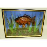 A MIRROR CARP modelled amongst reeds in black painted glazed display case, 27 x 51cm