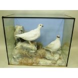 A PAIR OF PTARMIGAN (Ex Geoffrey Campbell-Black Collection) modelled on snowy rocky groundwork in