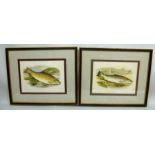 A PAIR OF PISCATORIAL PRINTS "Gillaroo Trout" and "Great Lake Trout", considered to be printed by