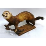 POLE CAT FERRET modelled forefeet on a branch, on rectangular plinth