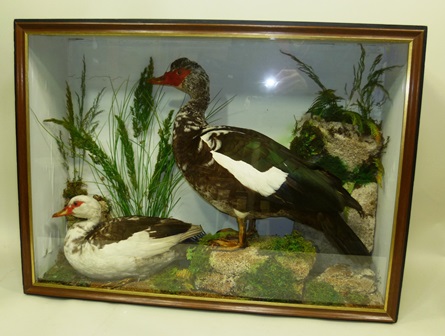 MUSCOVY DUCK AND DRAKE modelled in naturalistic groundwork with rocks and mosses, in glazed