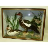 MUSCOVY DUCK AND DRAKE modelled in naturalistic groundwork with rocks and mosses, in glazed