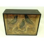 EX ANDY HENRY CHESTER COLLECTION THREE STARLINGS modelled in a naturalistic setting, in painted