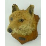 A TAXIDERMY FOX MASK, on oak shield, bears paper label verso "Potter Taxidermist - Billesdon,