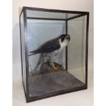 ROWLAND WARD PEREGRINE FALCON, modelled on a mossy rock, in full glazed taped display case with