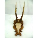 A SET OF ROE DEER HORNS AND SKULL CAP, mounted on carved decorative shield