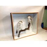 JOHN CULLINGFORD, DURHAM GREENLAND FALCONS, a pair, modelled on a branch inscribed Cullingford,