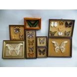 A COLLECTION OF NINE GLAZED DISPLAY CASES CONTAINING A VARIETY OF EXOTIC MOTHS AND BUTTERFLIES