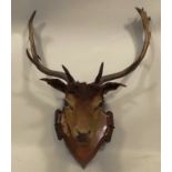 A STAG'S HEAD with antlers, mounted on a carved cartouche shield, antler span approx 58cm