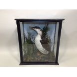 A VICTORIAN MANX SHEARWATER modelled in naturalistic setting in glazed display case, 43 x 39cm