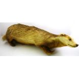 A BADGER modelled open mounted