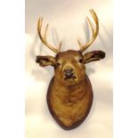 A VICTORIAN EIGHT POINT ROE DEER HEAD mounted on shield, overall height 70cm