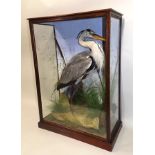 HERON modelled in naturalistic setting, in glazed display case, 83 x 60cm