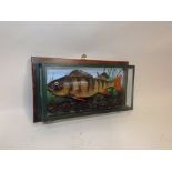 A PERCH modelled in naturalistic setting in glazed wall mounting display case, 19 x 35cm